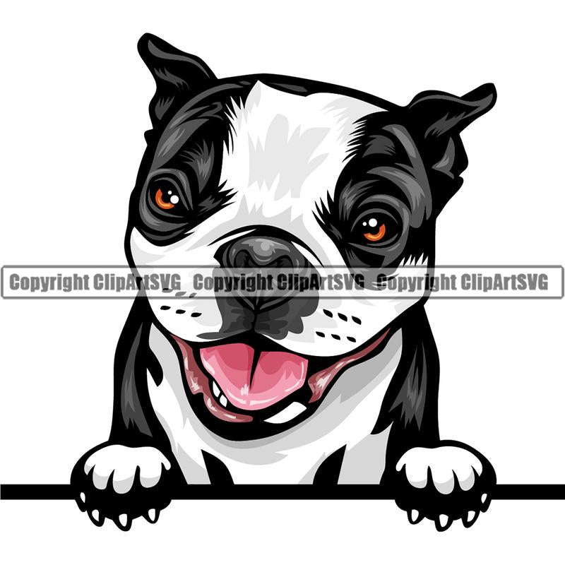 Boston Terrier Dog Breed Peeking Color ClipArt SVG