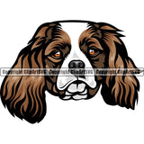 Cavalier King Charles Dog Breed Head Color ClipArt SVG