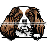 Cavalier King Charles Dog Breed Peeking Color ClipArt SVG