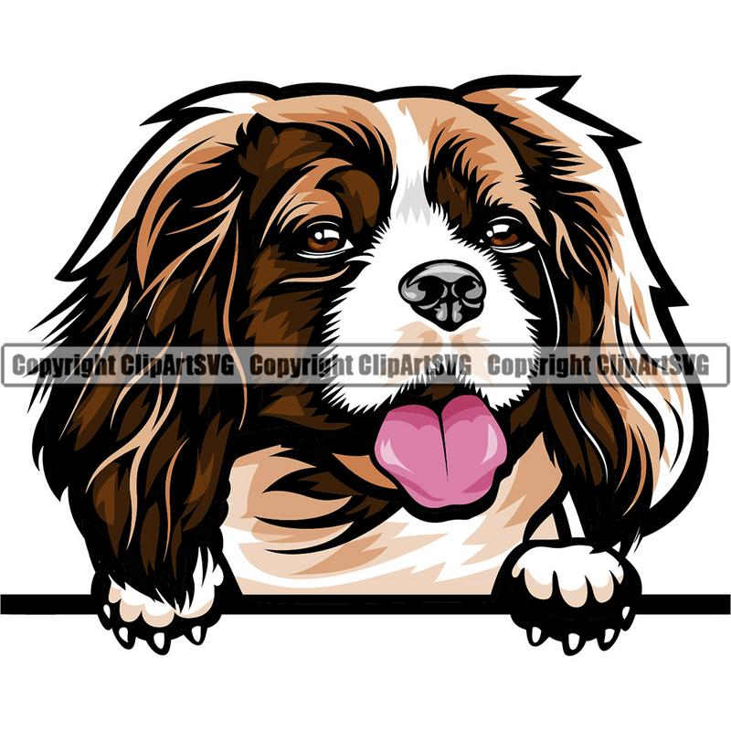Cavalier King Charles Spaniel Dog Breed Peeking Color ClipArt SVG