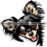 Chihuahua Dog Breed Head Color ClipArt SVG