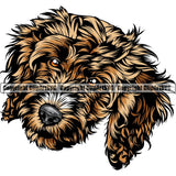 Cockapoo Dog Breed Head Color ClipArt SVG