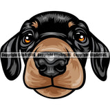 Dachshund Dog Breed Head Color ClipArt SVG