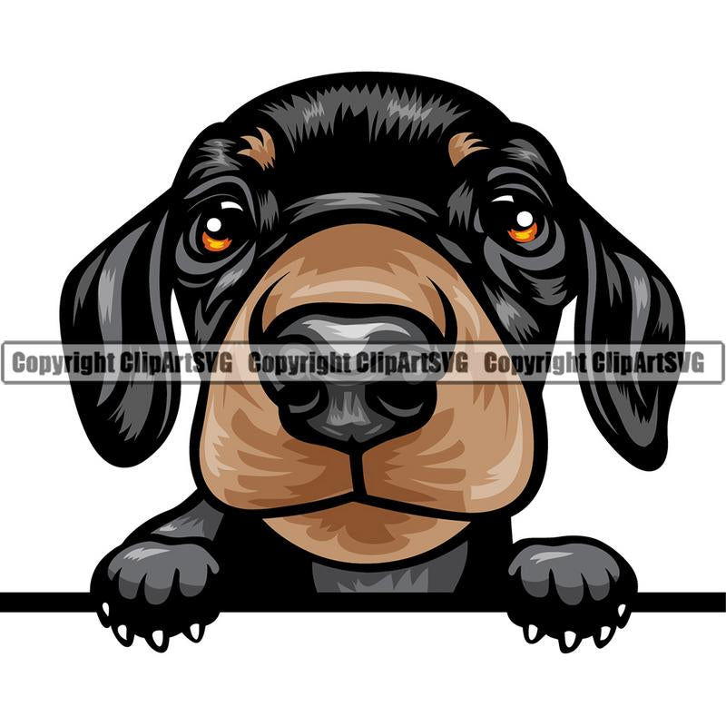 Dachshund Dog Breed Peeking Color ClipArt SVG