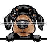 Dachshund Dog Breed Peeking Color ClipArt SVG
