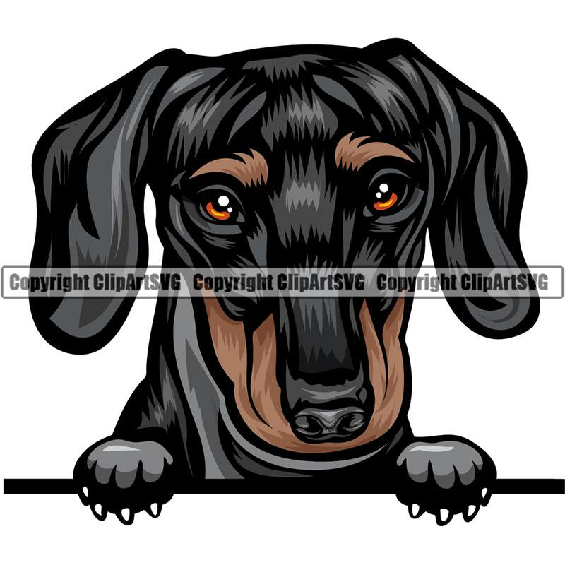Dachshund Dog Breed Peeking Color ClipArt SVG