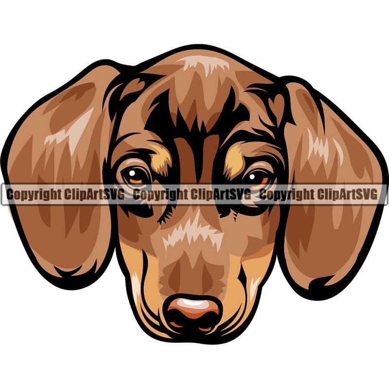 Dachshund Dog Breed Head Color ClipArt SVG