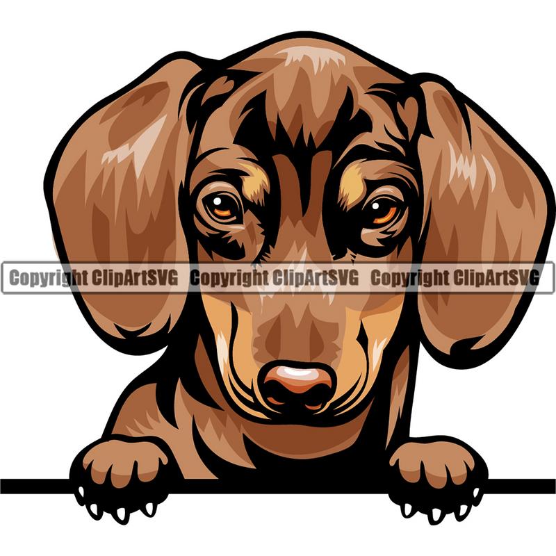 Dachshund Dog Breed Peeking Color ClipArt SVG