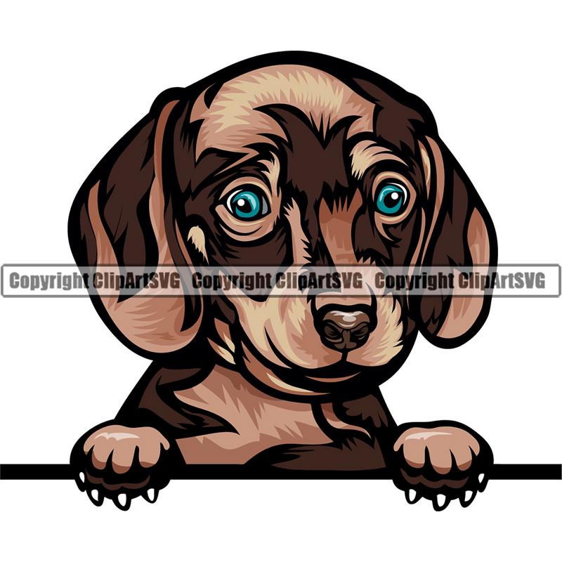 Dachshund Dog Breed Peeking Color ClipArt SVG