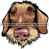 Dachshund Dog Breed Head Color ClipArt SVG