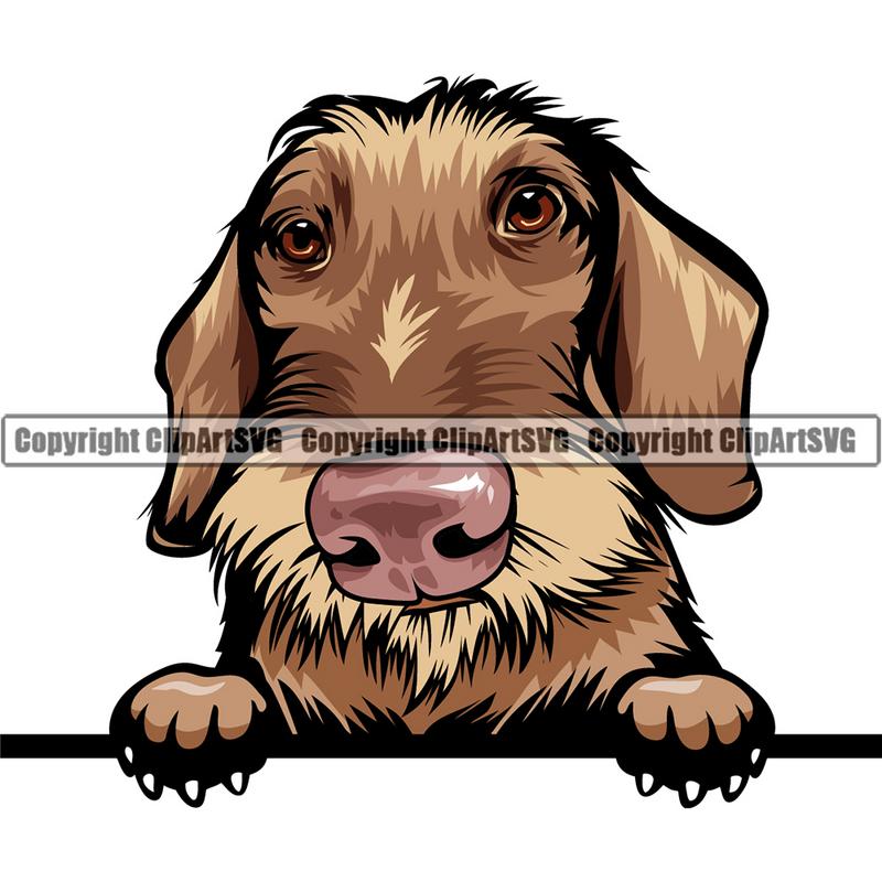Dachshund Dog Breed Peeking Color ClipArt SVG