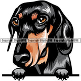Dachshund Dog Breed Peeking Color ClipArt SVG