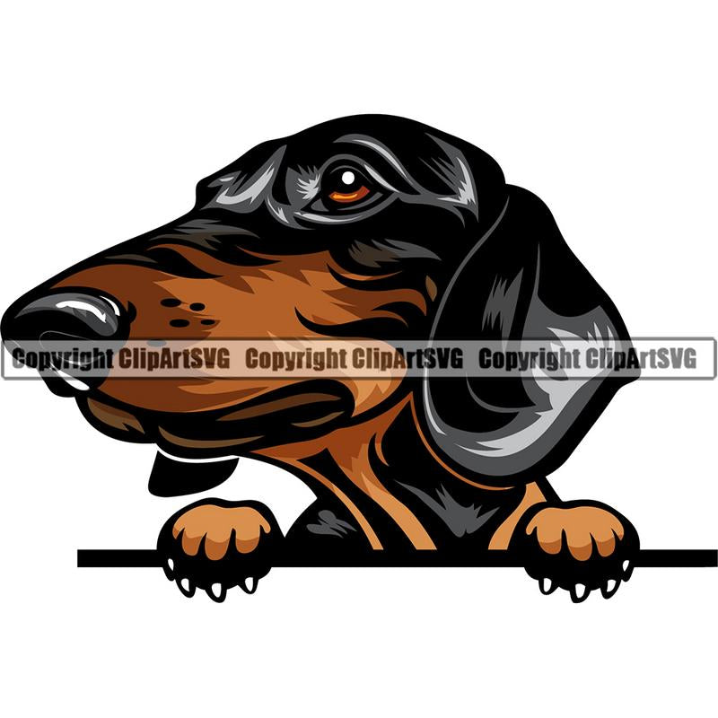 Dachshund Dog Breed Peeking Color ClipArt SVG