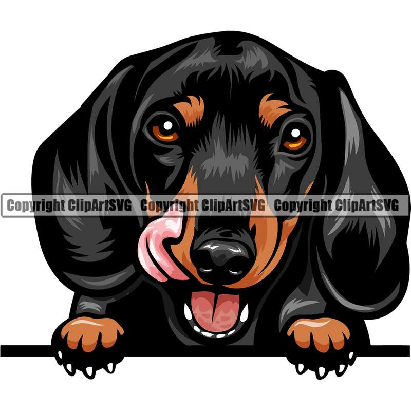 Dachshund Dog Breed Peeking Color ClipArt SVG