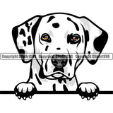 Dalmatian Dog Breed Peeking Color ClipArt SVG