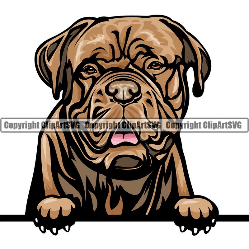 Dogue De Bordeaux Dog Breed Peeking Color ClipArt SVG