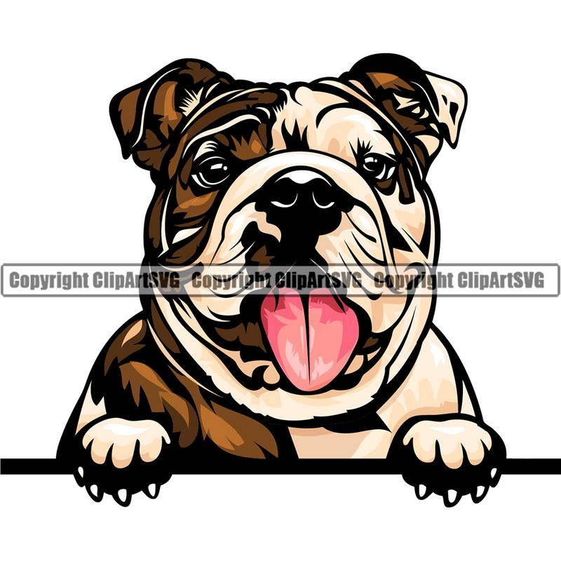English Bulldog Dog Breed Peeking Color ClipArt SVG