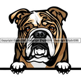 English Bulldog Dog Breed Peeking Color ClipArt SVG