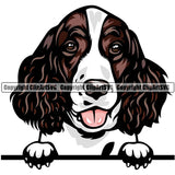 English Springer Spaniel  Dog Breed Peeking Color ClipArt SVG