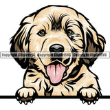 Golden Retriever Dog Breed Peeking Color ClipArt SVG