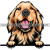 Golden Retriever Dog Breed Peeking Color ClipArt SVG