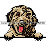 Goldendoodle Dog Breed Peeking Color ClipArt SVG