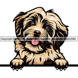 Havanese Dog Breed Peeking Color ClipArt SVG