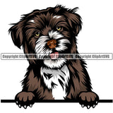 Havanese Dog Breed Peeking Color ClipArt SVG