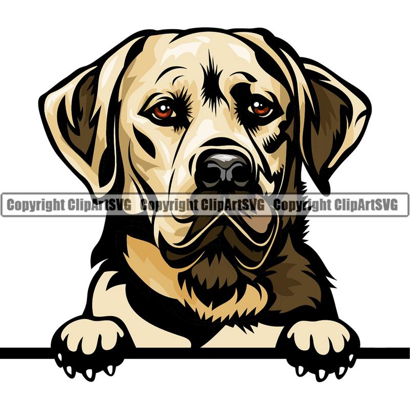 Labrador Retriever Dog Breed Peeking Color ClipArt SVG