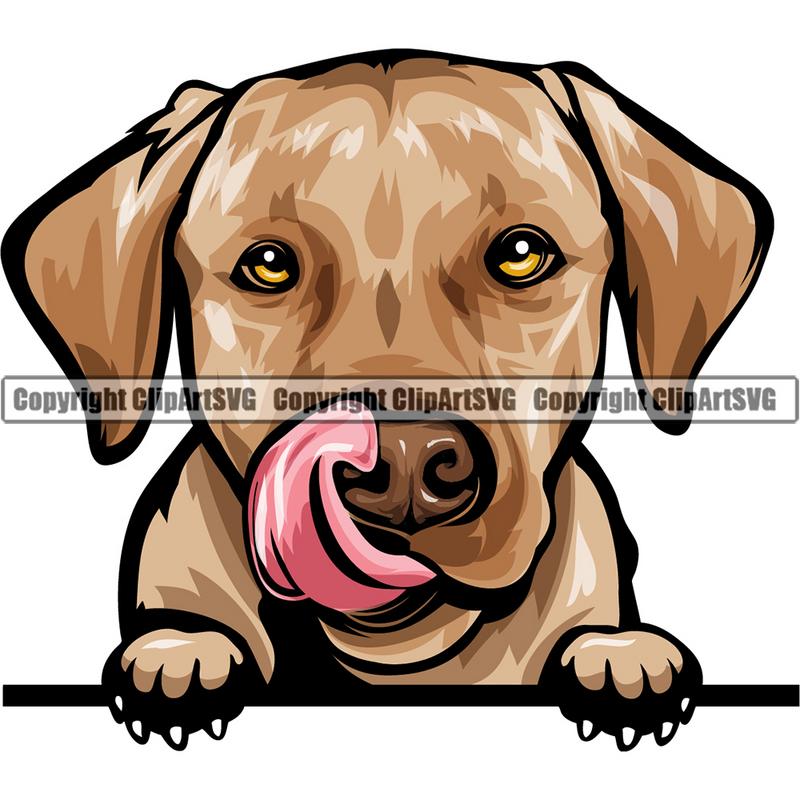 Labrador Retriever Dog Breed Peeking Color ClipArt SVG