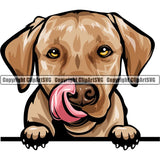 Labrador Retriever Dog Breed Peeking Color ClipArt SVG