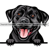 Labrador Retriever Dog Breed Peeking Color ClipArt SVG