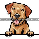 Labrador Retriever Dog Breed Peeking Color ClipArt SVG