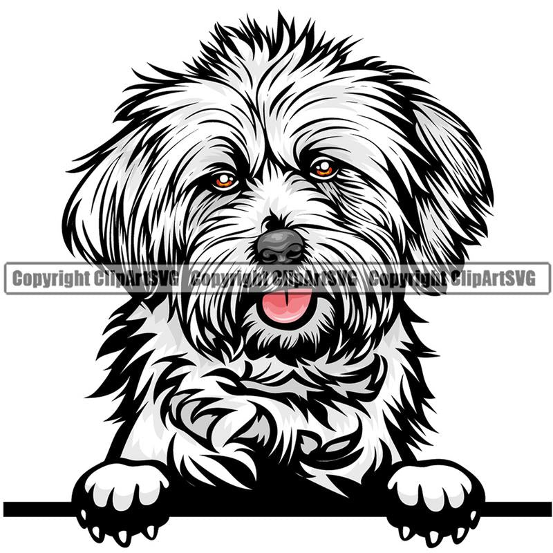 Lhasa Apso Dog Breed Peeking Color ClipArt SVG
