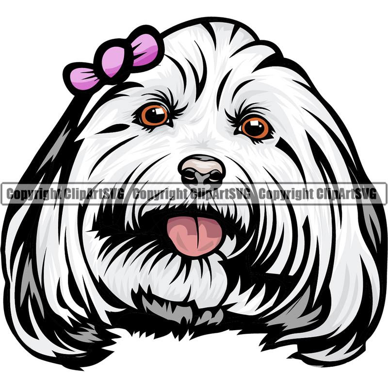 Maltese Dog Breed Head Color ClipArt SVG