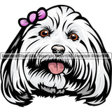 Maltese Dog Breed Head Color ClipArt SVG
