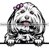 Maltese Dog Breed Peeking Color ClipArt SVG