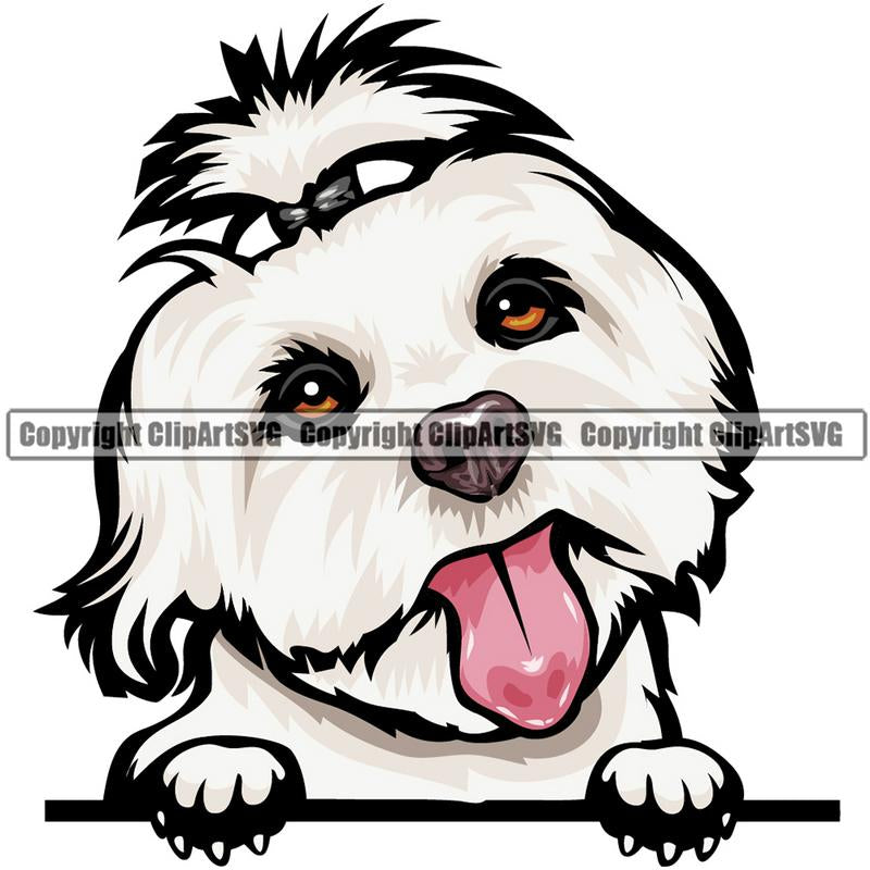Maltese Dog Breed Peeking Color ClipArt SVG