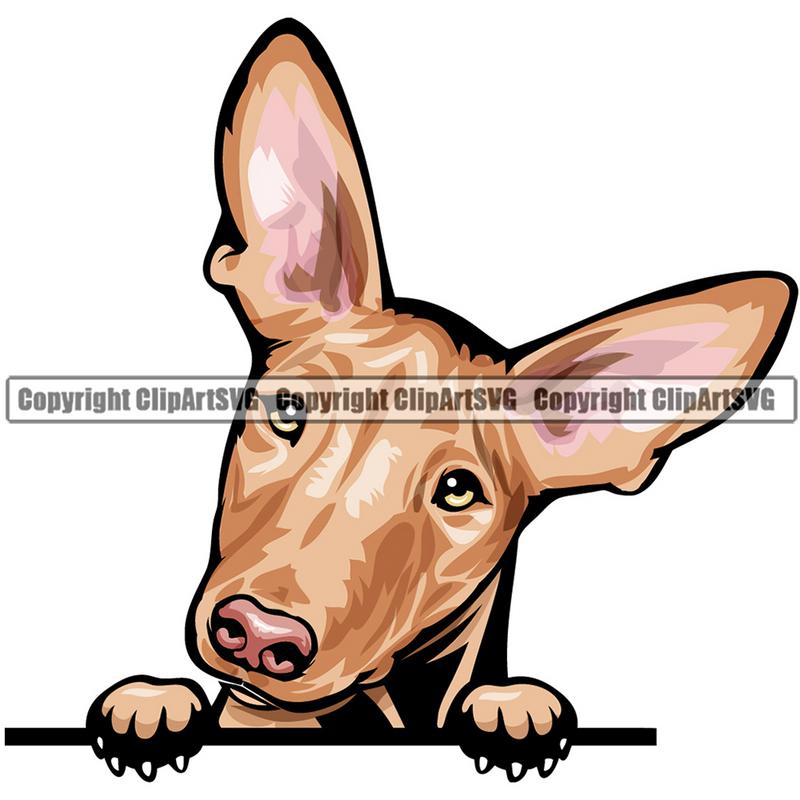 Pharaoh Hound Dog Breed Peeking Color ClipArt SVG