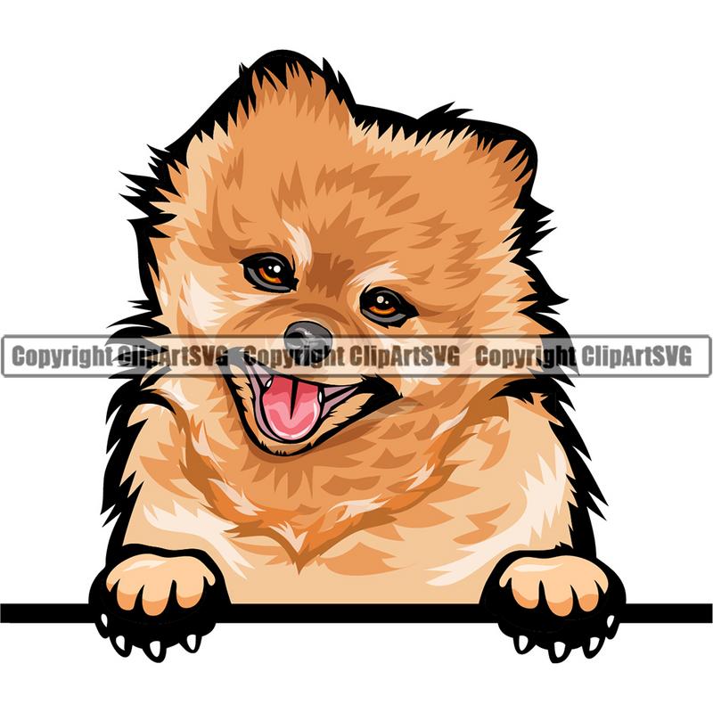 Pomerainian Dog Breed Peeking Color ClipArt SVG