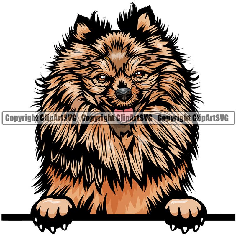 Pomeranian Dog Breed Peeking Color ClipArt SVG