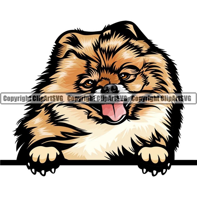 Pomeranian Dog Breed Peeking Color ClipArt SVG