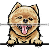 Pomeranian Dog Breed Peeking Color ClipArt SVG