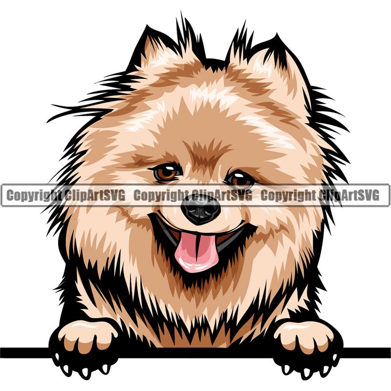 Pomeranian Dog Breed Peeking Color ClipArt SVG