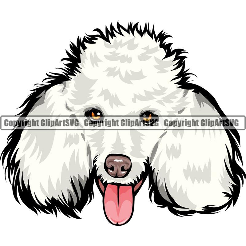 Poodle Dog Breed Head Color ClipArt SVG