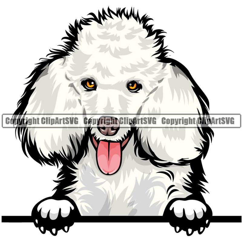 Poodle Dog Breed Peeking Color ClipArt SVG