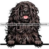 Portuguese Water Dog Dog Breed Peeking Color ClipArt SVG