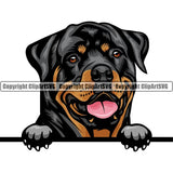 Rottweiler Dog Breed Peeking Color ClipArt SVG