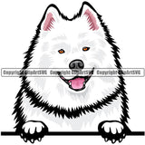 Samoyed Dog Breed Peeking Color ClipArt SVG