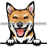 Shiba Inu Dog Breed Peeking Color ClipArt SVG